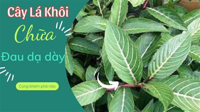 Giải Mã Sức Mạnh Từ Dược Liệu Lá Khôi với bênh lý dạ dày Dưới Góc Nhìn Chuyên Gia