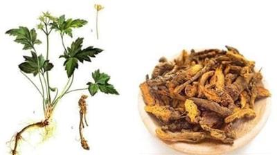 Gợi ý cây thuốc nam trị vi khuẩn HP không thể bỏ qua